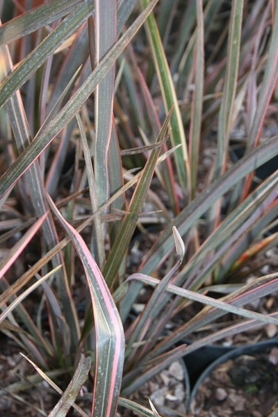 Phormium ‘Evening Glow’