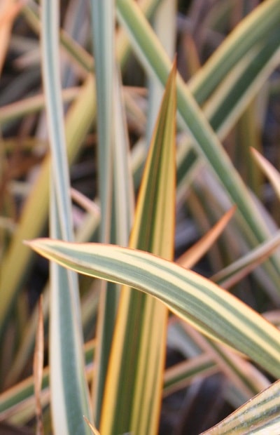 Phormium ‘Golden Ray’