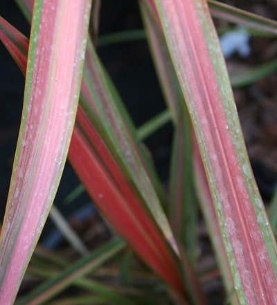 Phormium ‘Jessie’