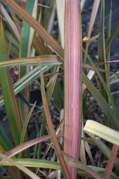 Phormium ‘Jester’