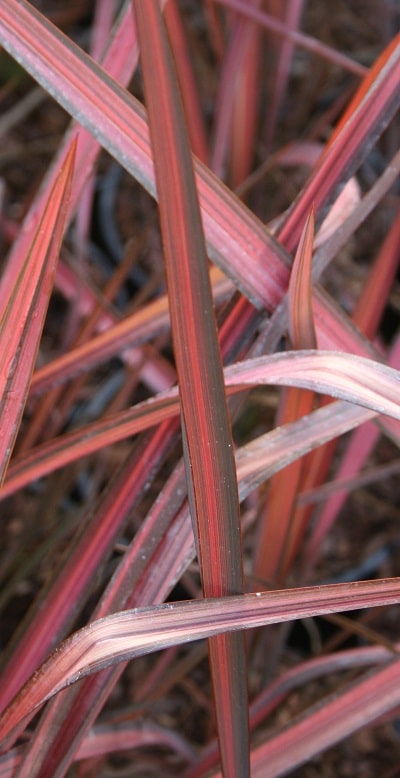Phormium ‘Margaret Jones’