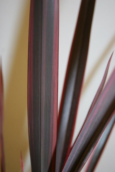 Phormium ‘Trident’