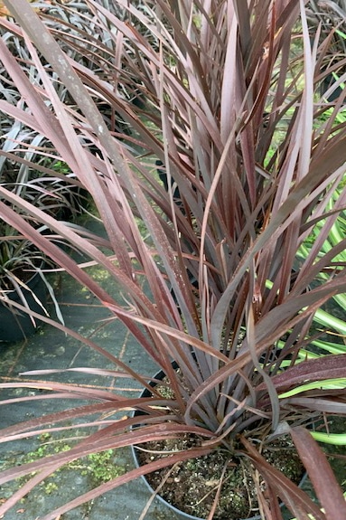 Phormium cookianum ‘Red Sensation’