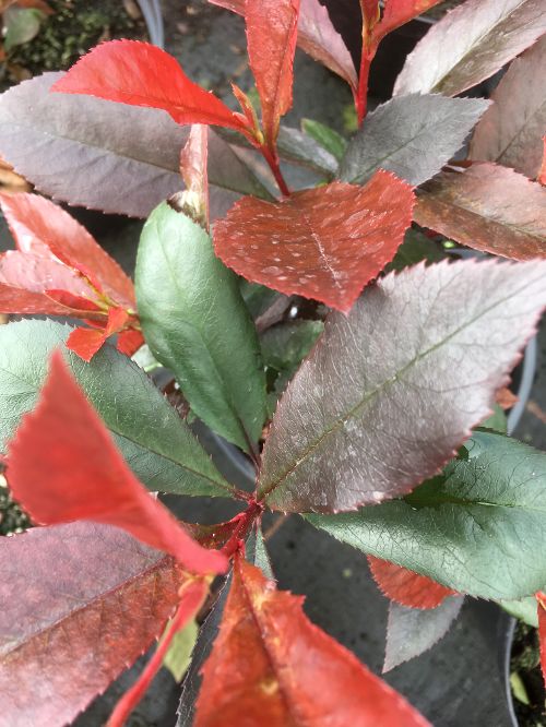 Photinia x fraseri ‘Robusta Compacta’