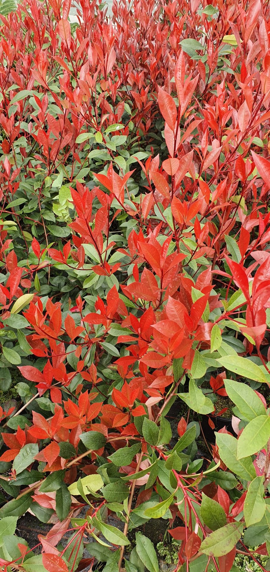 Photinia fraseri ‘Carre Rouge’