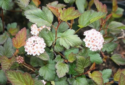 Physocarpus opulifolius ‘Diable D’Or’