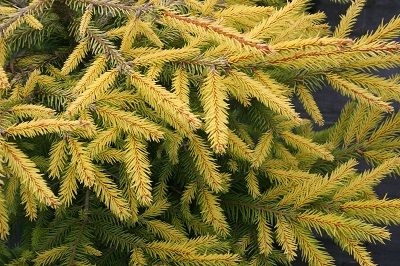 Picea abies ‘Geel 4’