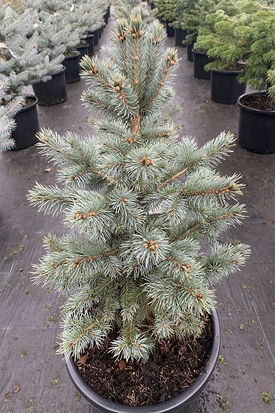 Picea pungens ‘Glauca Selection’