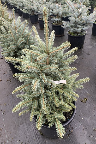 Pinus pungens glauca ‘Apache’