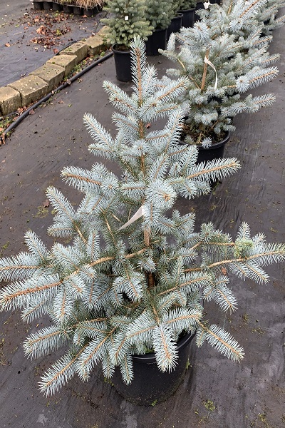 Picea pungens glauca ‘Blue Sky’