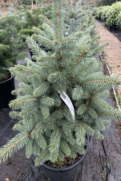Picea pungens glauca ‘Kaibab’