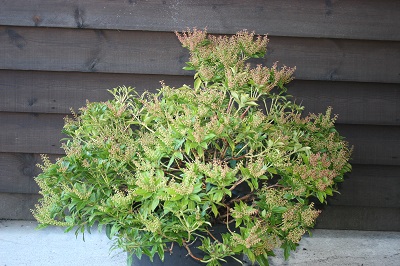 Pieris ‘Debutante’ White