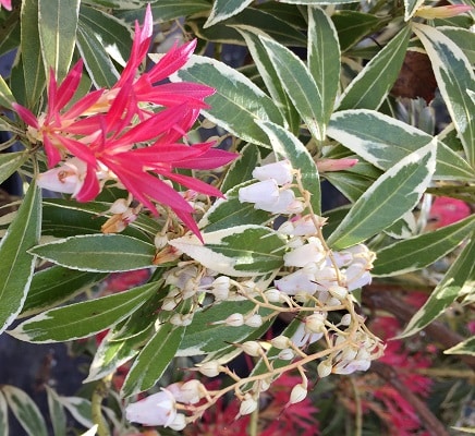 Pieris ‘Flaming Silver’