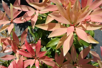 Pieris japonica ‘Mountain Fire’