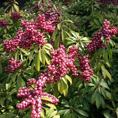 Pieris japonica ‘Passion’