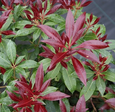 Pieris japonica ‘Katsura’