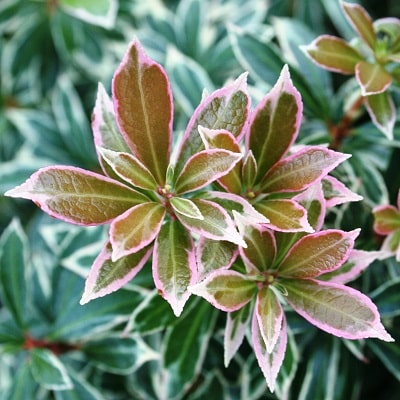 Pieris japonica ‘Little Heath’ (v)