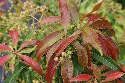 Pieris japonica ‘Red Mill’