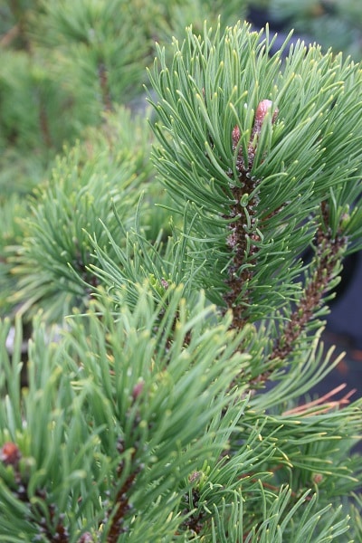 Pinus mugo ‘December Gold’