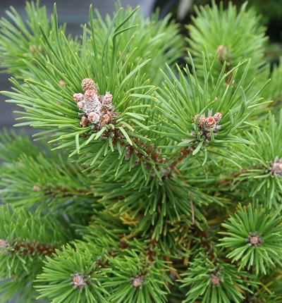 Pinus uncinata ‘Dom’