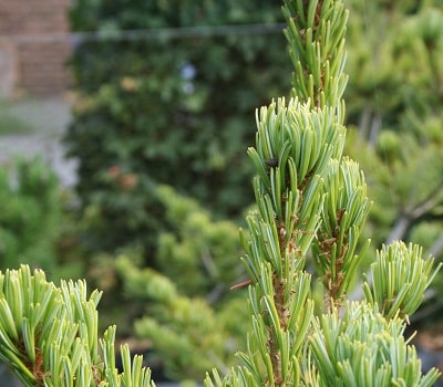 Pinus parviflora ‘Fukai Seedling’