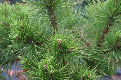 Pinus mugo ‘Jezek’