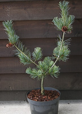 Pinus parviflora ‘San Bo’