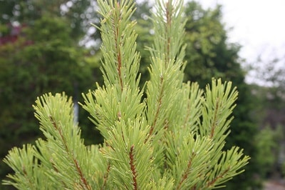 Pinus sylvestris Aurea Group