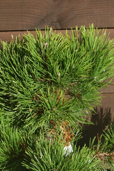 Pinus sylvestris ‘Bisley Green’