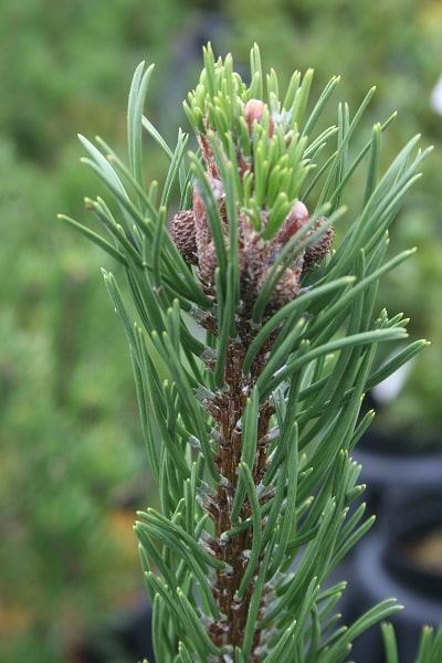 Pinus uncinata ‘Fra Davo’