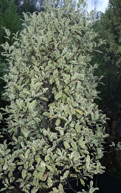 Pittosporum tenuifolium ‘Elizabeth’