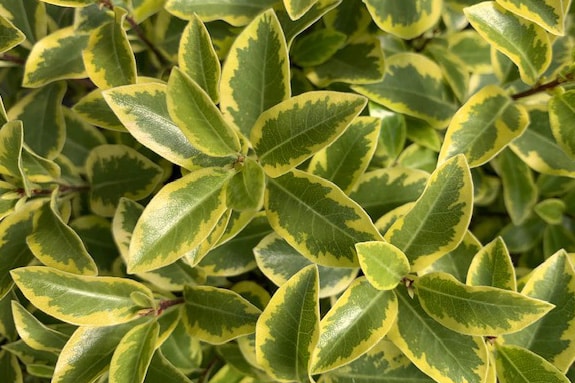 Pittosporum tenuifolium ‘Glo Ball’