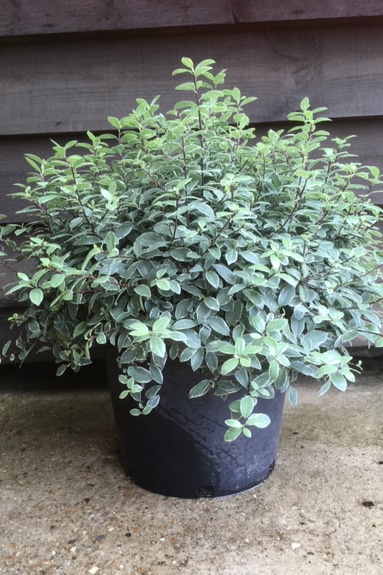 Pittosporum tenuifolium ‘Silver Ball’