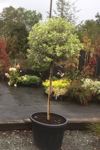 Pittosporum tenuifolium ‘Elizabeth’ Standard