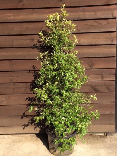 Pittosporum tenuifolium ‘Abbotsbury Gold’