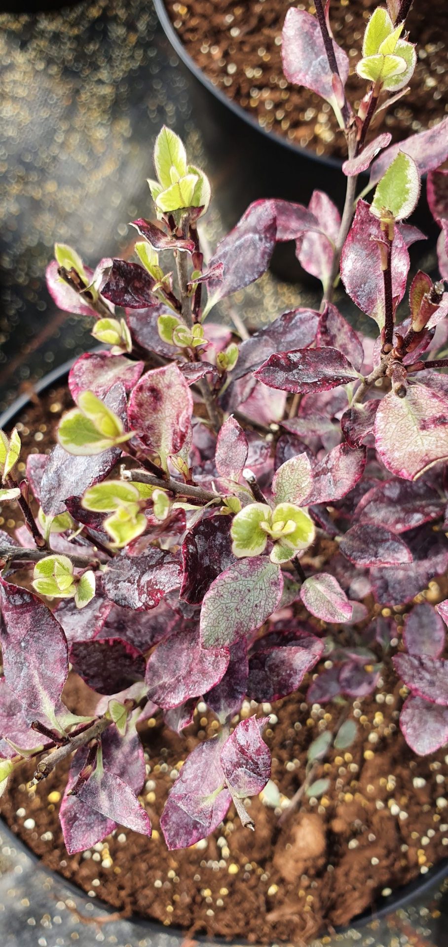 Pittosporum tenuifolium ‘Bannow Bay’