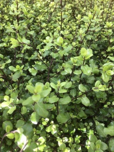 Pittosporum tenuifolium ‘Cratus’