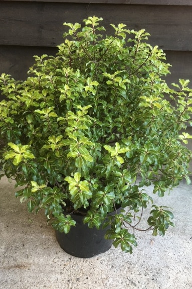 Pittosporum tenuifolium ‘Gold Star’