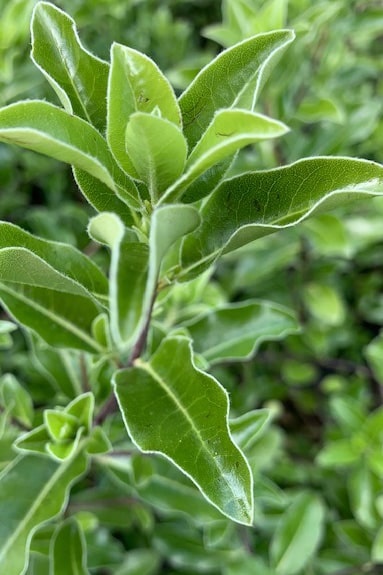 Pittosporum tenuifolium ‘Irish Luck’