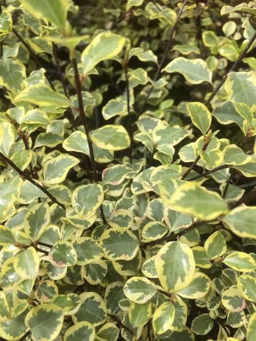 Pittosporum tenuifolium ‘Victoria’