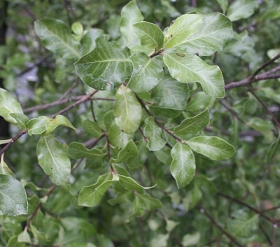 Pittosporum tenuifolium ‘Wrinkled Blue’