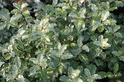 Pittosporum tenuifolium ‘Irene Paterson’