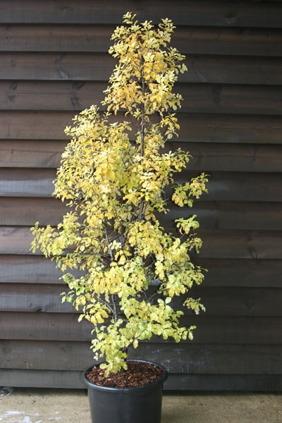 Pittosporum tenuifolium ‘Warnham Gold’