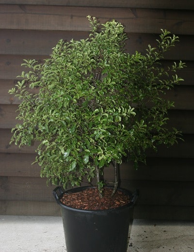 Pittosporum tenuifolium ‘Arundel Green’