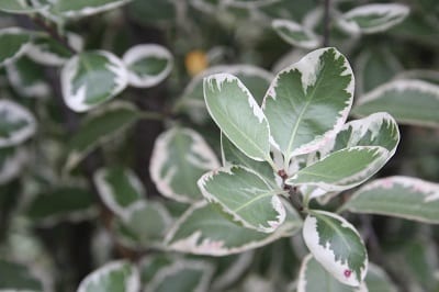 Pittosporum tenuifolium ‘Garnettii’