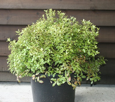 Pittosporum tenuifolium ‘Beach Ball’