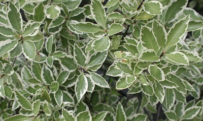 Pittosporum tenuifolium ‘Malahide’