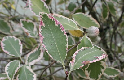 Pittosporum tenuifolium ‘Pink Select’
