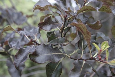 Pittosporum tenuifolium ‘Purpureum’