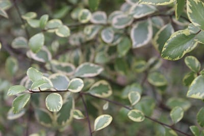 Pittosporum tenuifolium ‘Silver Magic’